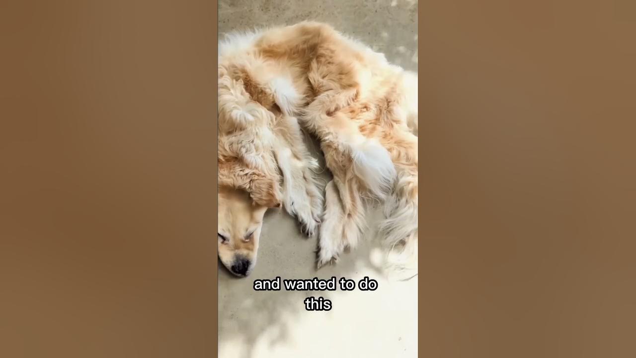 They Did This After Their Dog Died #shorts