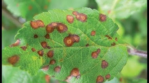 Plant Leaf Disease Detection Using SVM