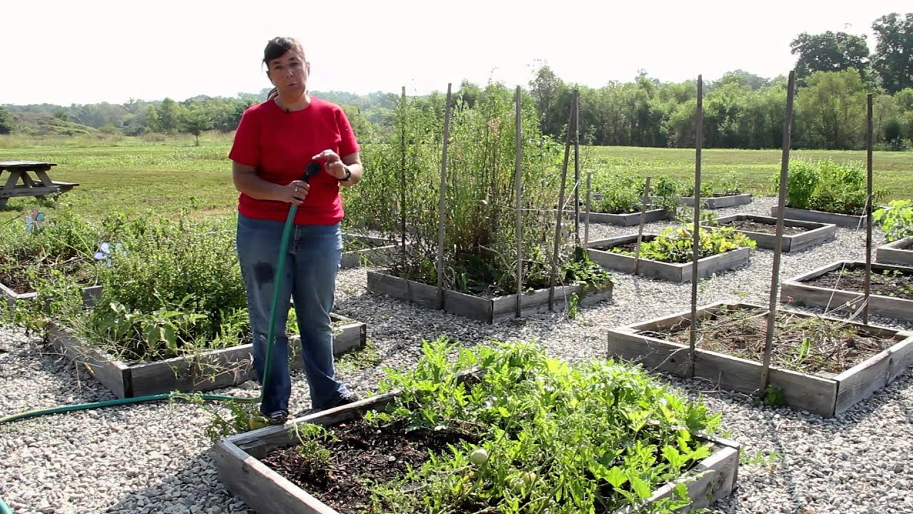 How to Water Cantaloupes, Melons & Watermelons Growing Melons YouTube