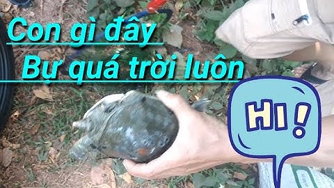 Đi câu cá không ngờ bắt được con này và món cá nướng ăn cùng xoài chấm muối ớt