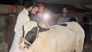 Alhamdulillah Northern Bypass Mandi Sy Ek Or Bachra Khareed Lya 🥰😍 | Baba Saleem Ka Gulabi Brahman