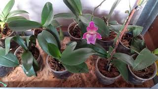 Полив и обзор орхидей