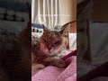 この歌も中島みゆきさんだ🩷❤️ #ねこ #猫動画 #kitten #cat #老猫