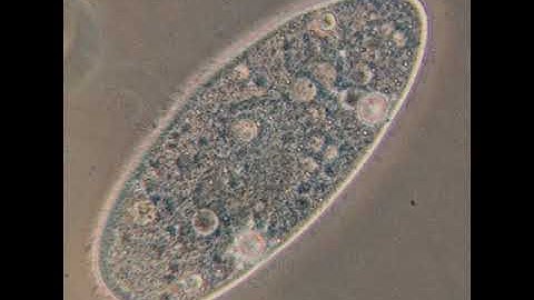 D-value (microbiology) | Wikipedia audio article