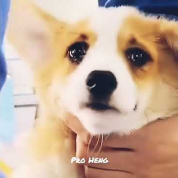 Loro pikir video...lucu