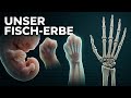 Wie Embryonen die Evolution der Gliedmaßen erklären (Von Luca bis Eva 15)