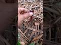 giant red millipede #millipede #insects #animals