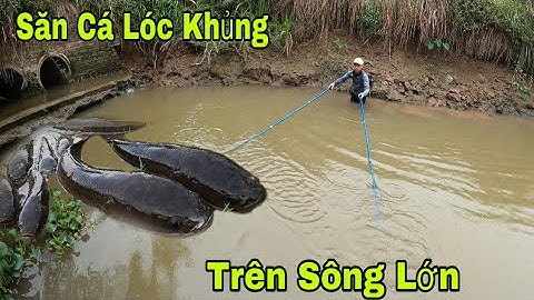 Kích Cá Săn Cá Lóc Trong Ngách Sông Lớn Lúc Thuỷ Triều Rút Đầy Kịch Tính| Săn Bắt Cá TV