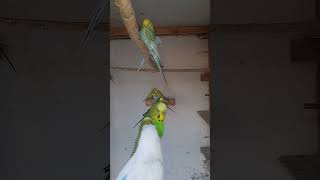 Parrot egg hatching