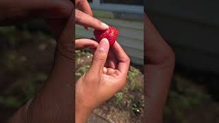 Grand Rising! Planted a new fruit! #garden #plants