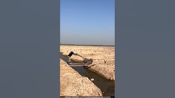 Amazing way of cultivating coconut in Thailand! 🌱🥥