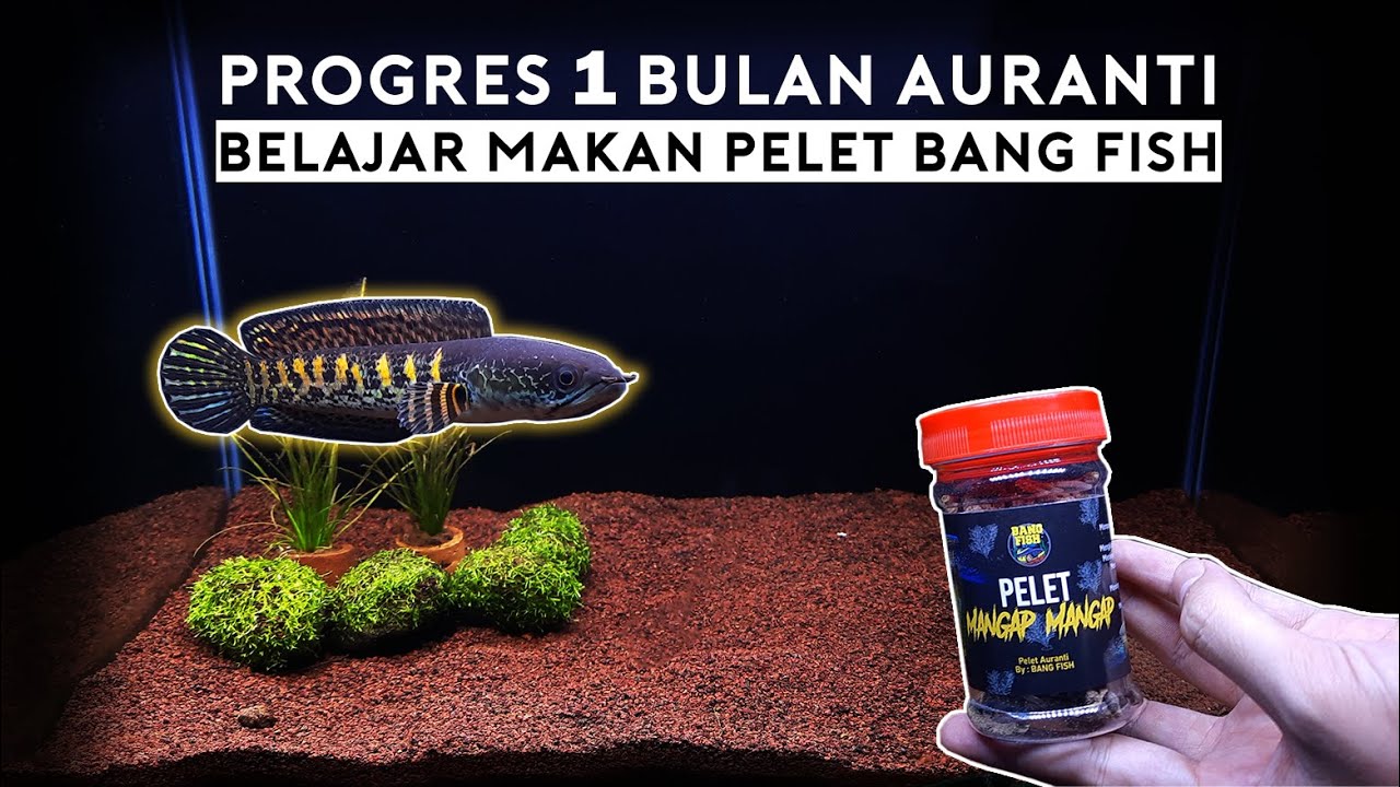 Bulan Pertama Progress Channa Auranti Belajar Makan Pelet