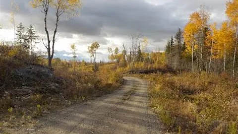Taxi to the Woods???? **Warning** Emotional Conten...