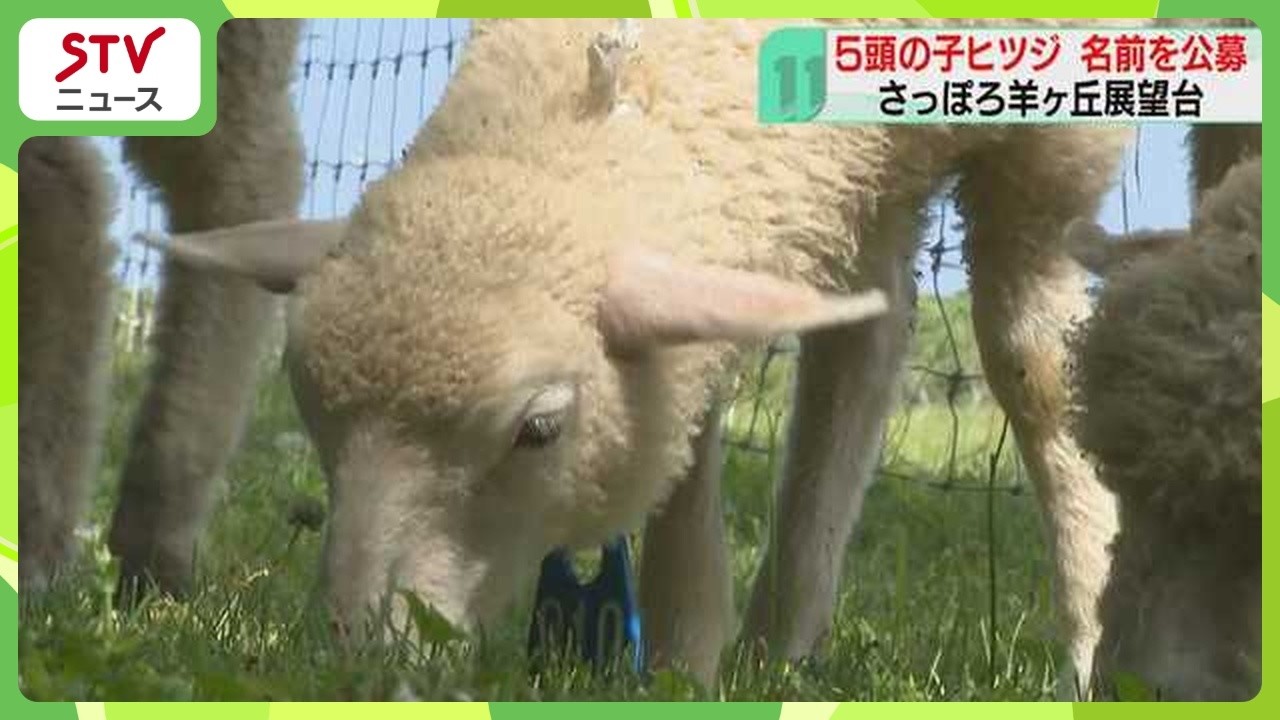 Lambs munching on grass: 