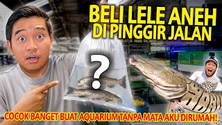 BELI LELE ANEH DI PINGGIR JALAN! NAMBAH KOLEKSI AQUARIUM TANPA MATA AKU DI RUMAH!