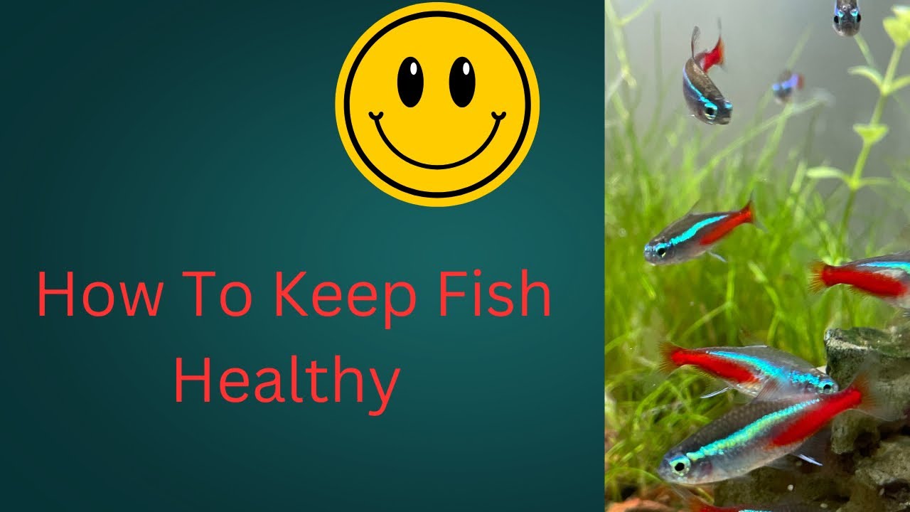 Picture of How To Keep Fish Healthy - YouTube