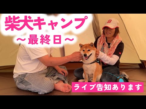 初のテント泊で少しナーバスになる柴犬てぃーだ