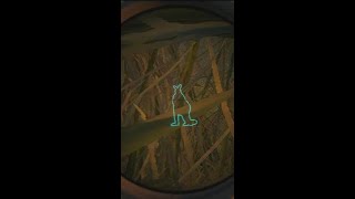 MASSIVE DIAMOND KANGAROO | theHunter Call of the Wild #cotw #kangaroohunt #diamond