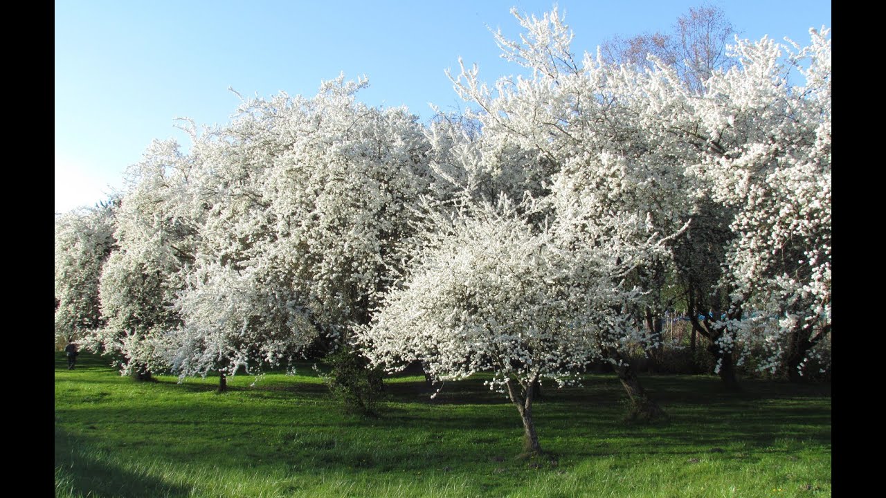 Richard Tauber - Der Nussbaum (The Walnut Tree) - 1935
