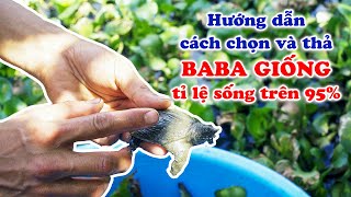 Hướng dẫn cách chọn baba giống chi tiết nhất | Kinh nghiệm, kỹ thuật nuôi ba ba cho tỷ lệ sống cao