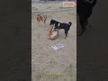 A Moment of Relaxation:The fuse of two dogs