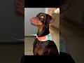 When you’re a #dogmom #reggaeton #dembow #music #puppy #doberman #funnyanimal #dog #cutedog #cute
