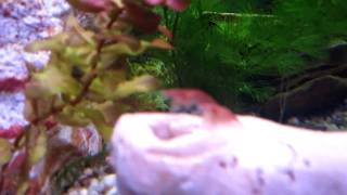 Mein 160l Aquarium