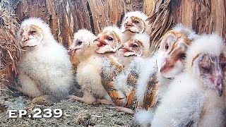 Barn Owl Nest ❸ ep.239／Lechuzas en el nido DIRECTO (Cámara 38 | Ávila)