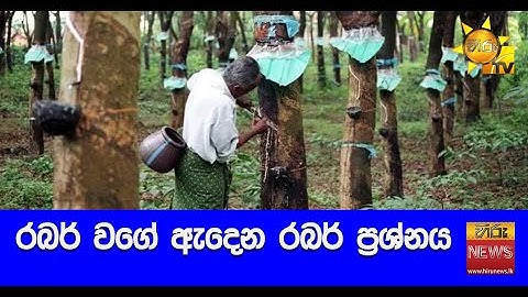 රබර් වගේ ඇදෙන රබර් ප්‍රශ්නය - Hiru News
