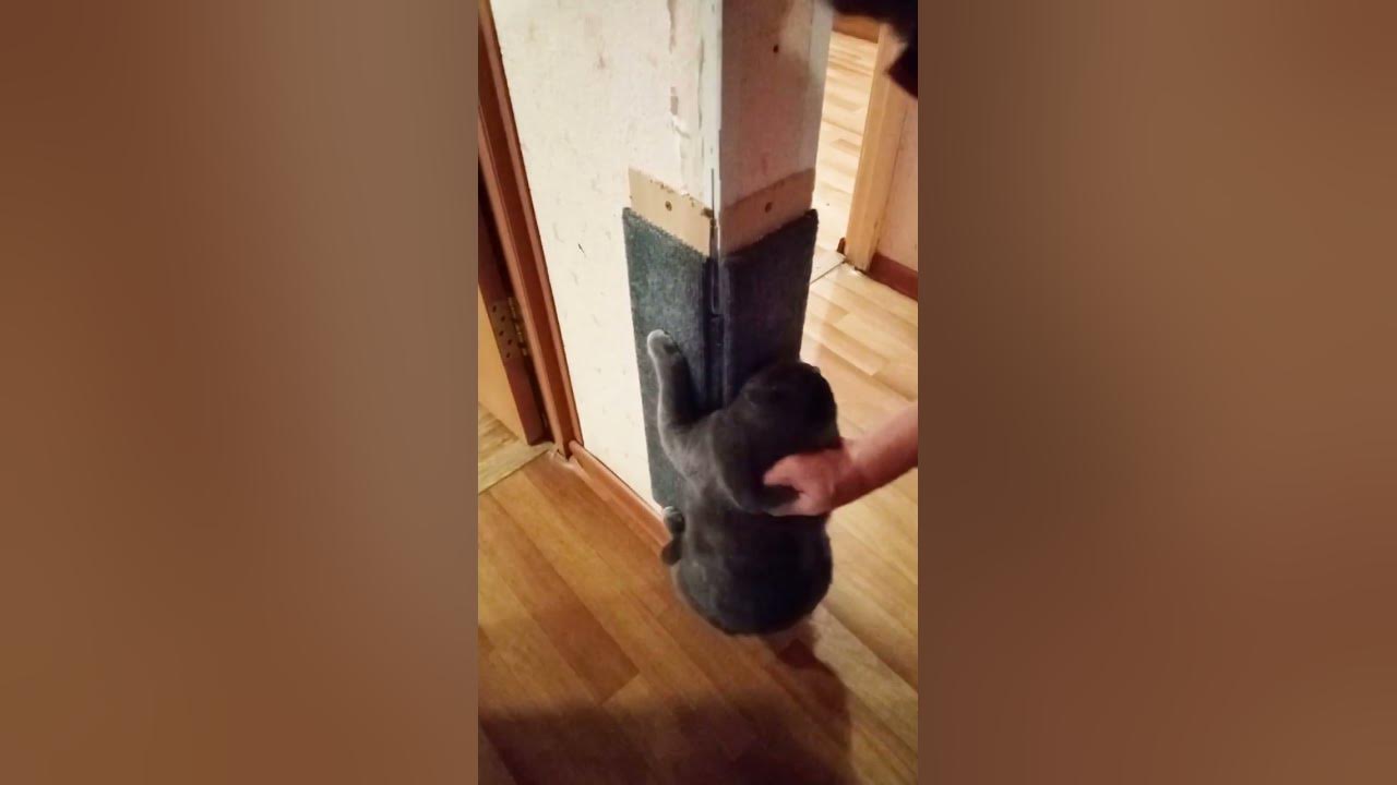 Как отучить драть мебель. Кошка подрала мебель деревянную. кошка дерет обои двусторонний скотч. кошка дерет игрушку задними лапами. кошка царапает кирпичи.