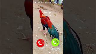 chicken is calling me #ringtone #tech #call #smartphone #iphone #ringtones