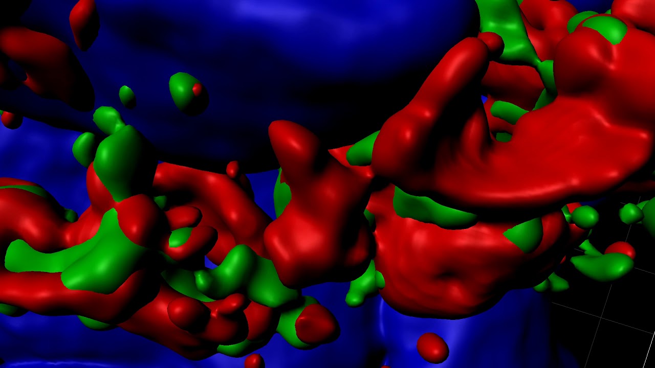 3D surface rendering of high resolution confocal imaging of SFTPB and ABCA3 in normal human lung.