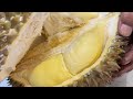 Opening durian montong rp 170.000