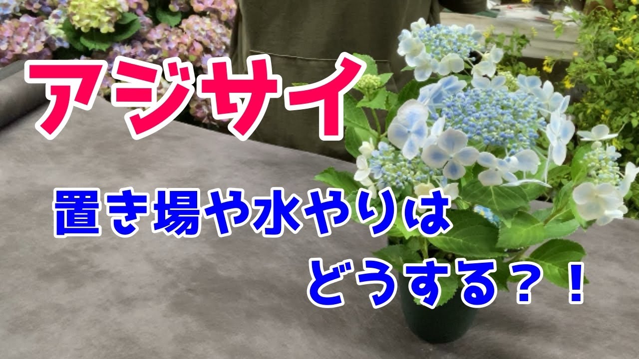 紫陽花 アジサイ の育て方 管理方法を解説 しおれた場合の水やりはこれを試してみて Youtube