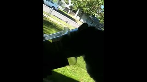 Our fat cat loves catnip