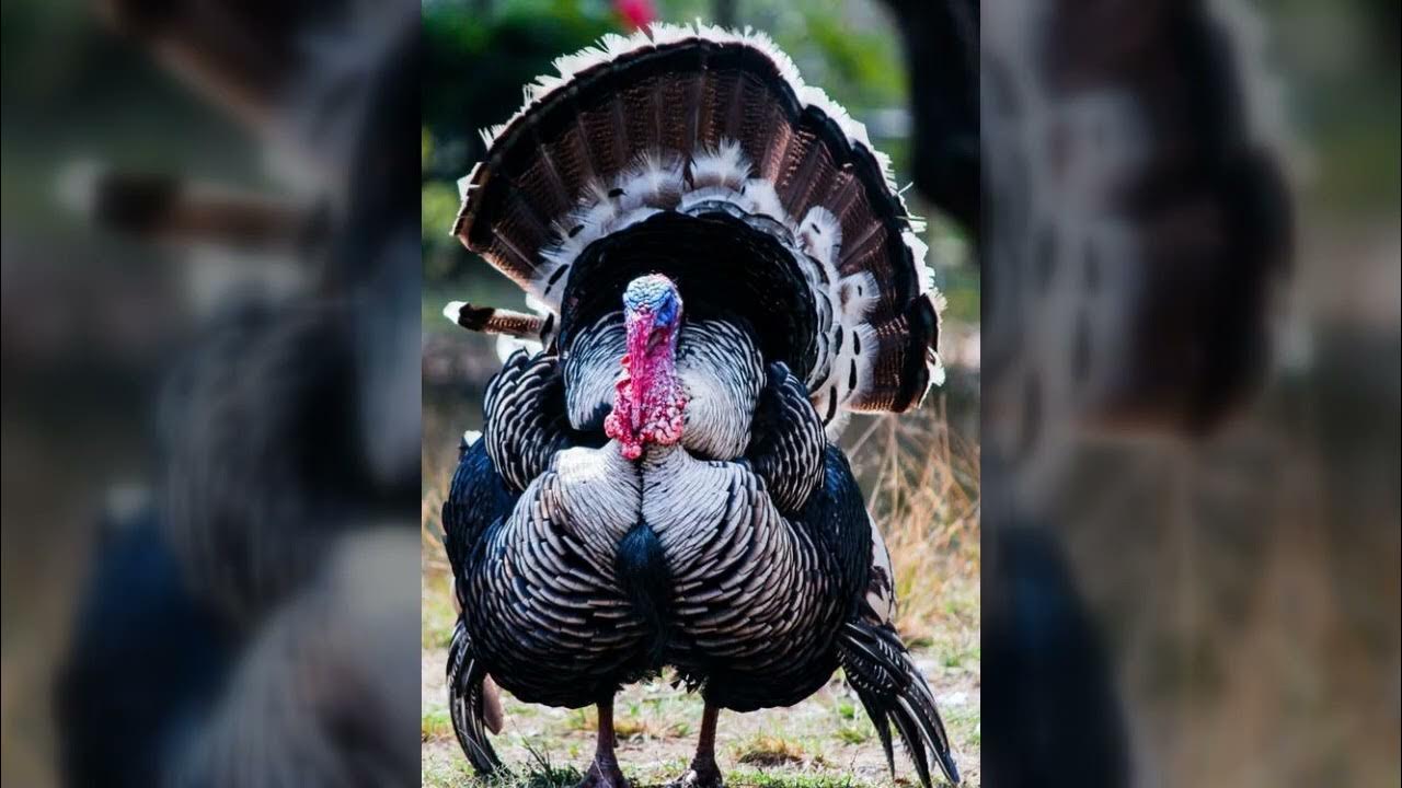 Turkey sounds YouTube