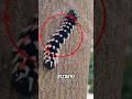 3 Strange Caterpillars That Turn Beautiful&mdash;Number 2 Is Unbelievable!😱😬 #animals #insects #shorts