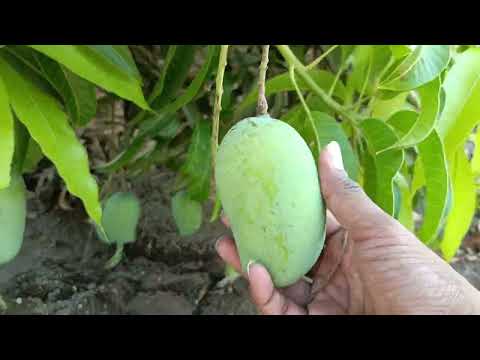 Tour of My Mango Orchard & Exotic Fruit Garden 🌳✨🥭🏡 by Curse Drops