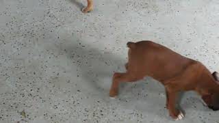 Boxer Puppies For Sale