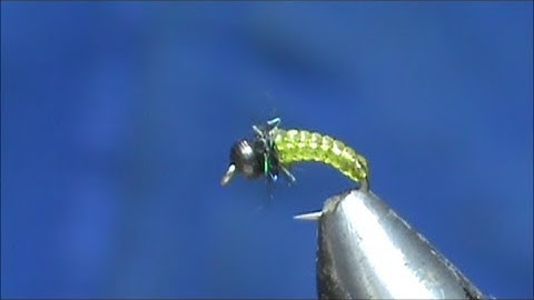 Beginner Fly Tying a Streatch Rib Caddis Larva with Jim Misiura