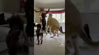 random tricks #irishwolfhound #miniatureschnauzer #giantbreed #schnauzer