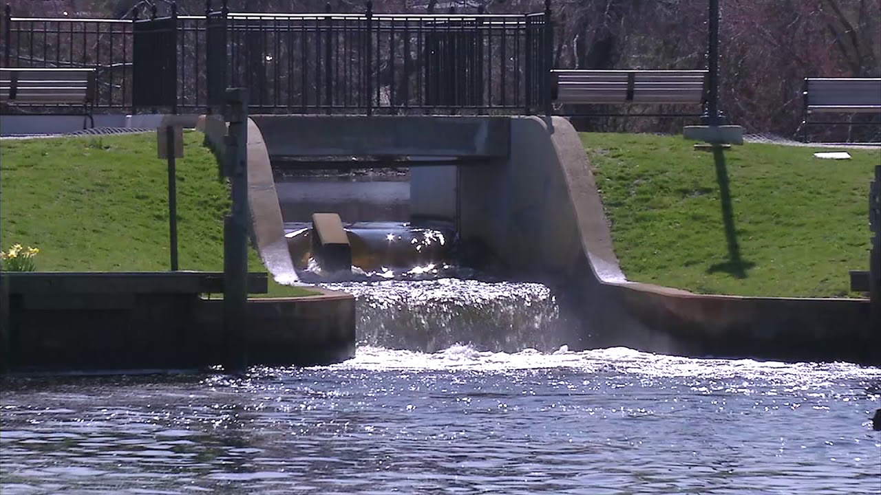 Fish Ladders YouTube