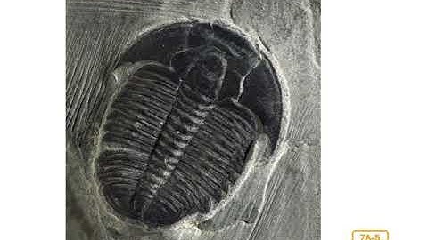 Knowledge 7-Lesson 7  - Fossils