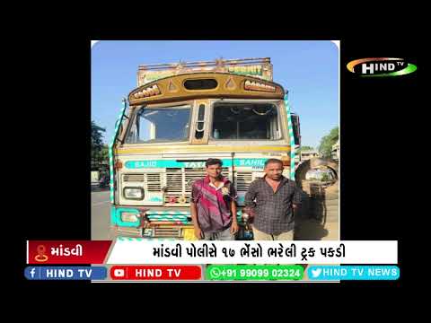 માંડવી પોલીસે ૧૭ ભેંસો ભરેલી ટ્રક પકડી