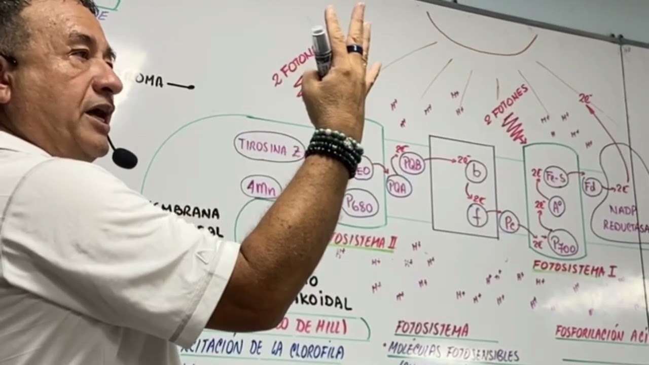 FASE LUMINOSA - EXPLICADA PARA BRUTT - CON EL PROFESOR MÁS DIDÁCTCO DE AMÉRICA LATINA -