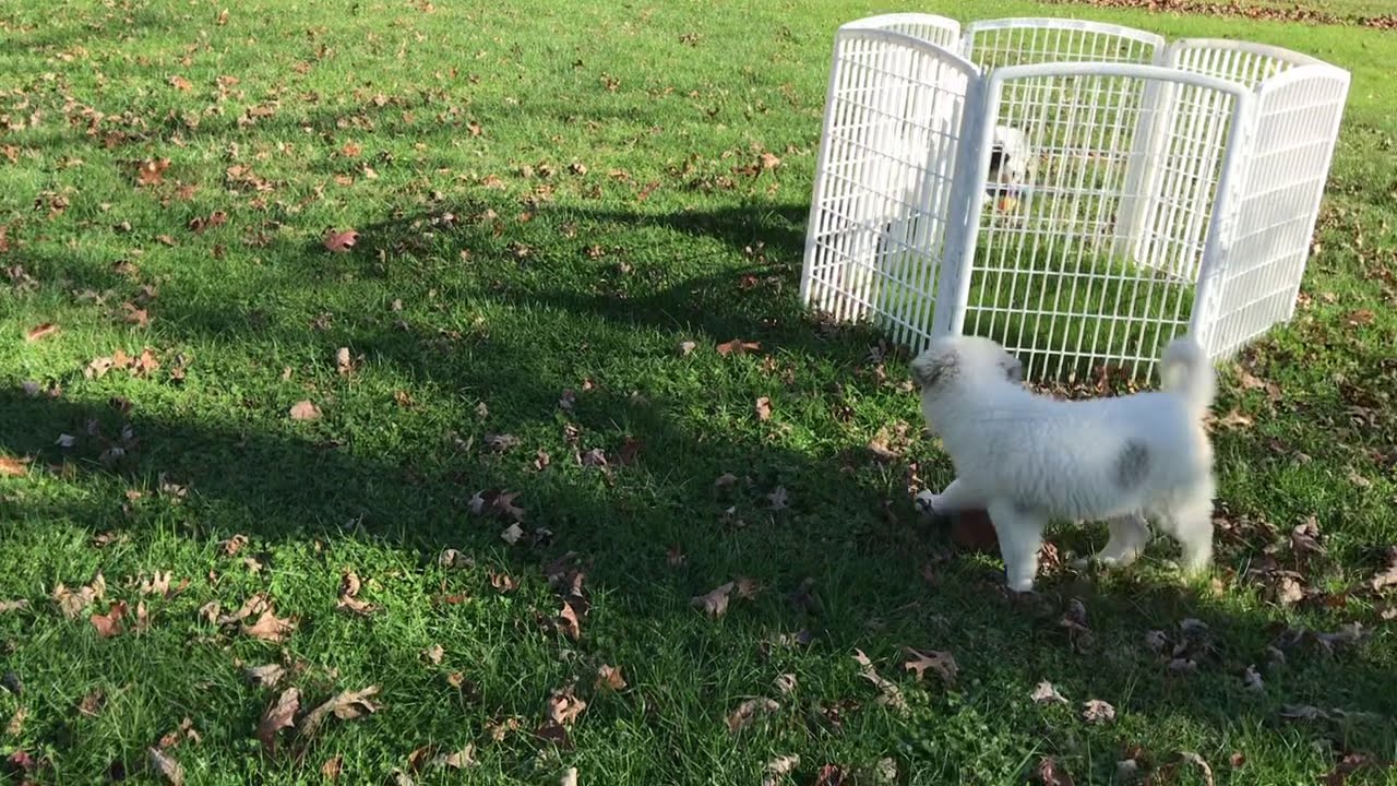 Pallo & Puffin the playful Pyrenees Pups