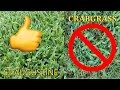 How to Treat and get Rid of Crabgrass in your St.Augustine Lawn!!! (A Do It Yourself Project)