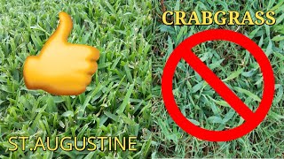 How to Treat and get Rid of Crabgrass in your St.Augustine Lawn!!! (A Do It Yourself Project)