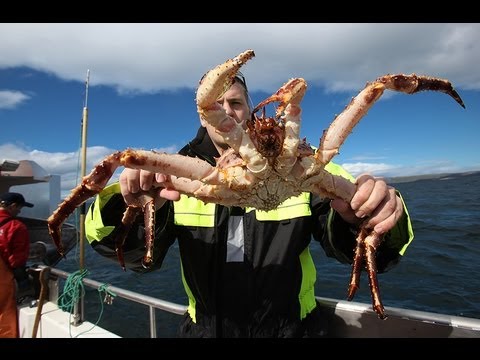 King crab fishing in northern Norway / Knigskrabbe...