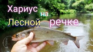 Хариус на лесной речке